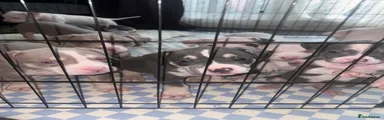 American Bully 6