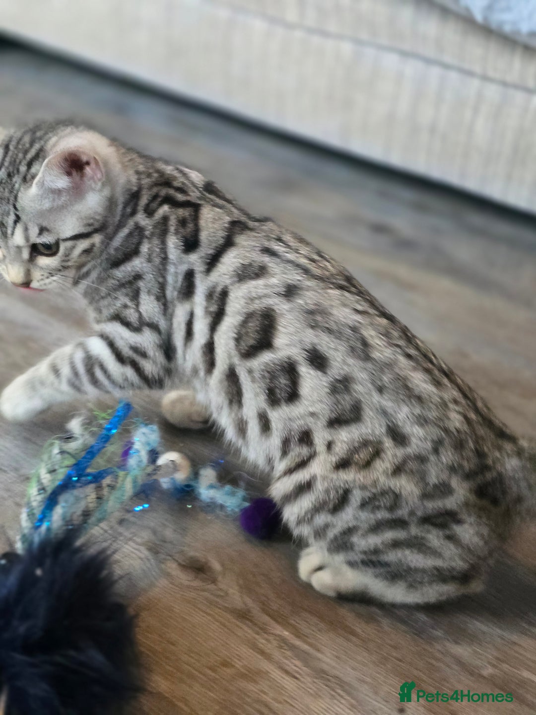 Bengal cats for sale:  Championship Bengal Kittens  - Advert 14