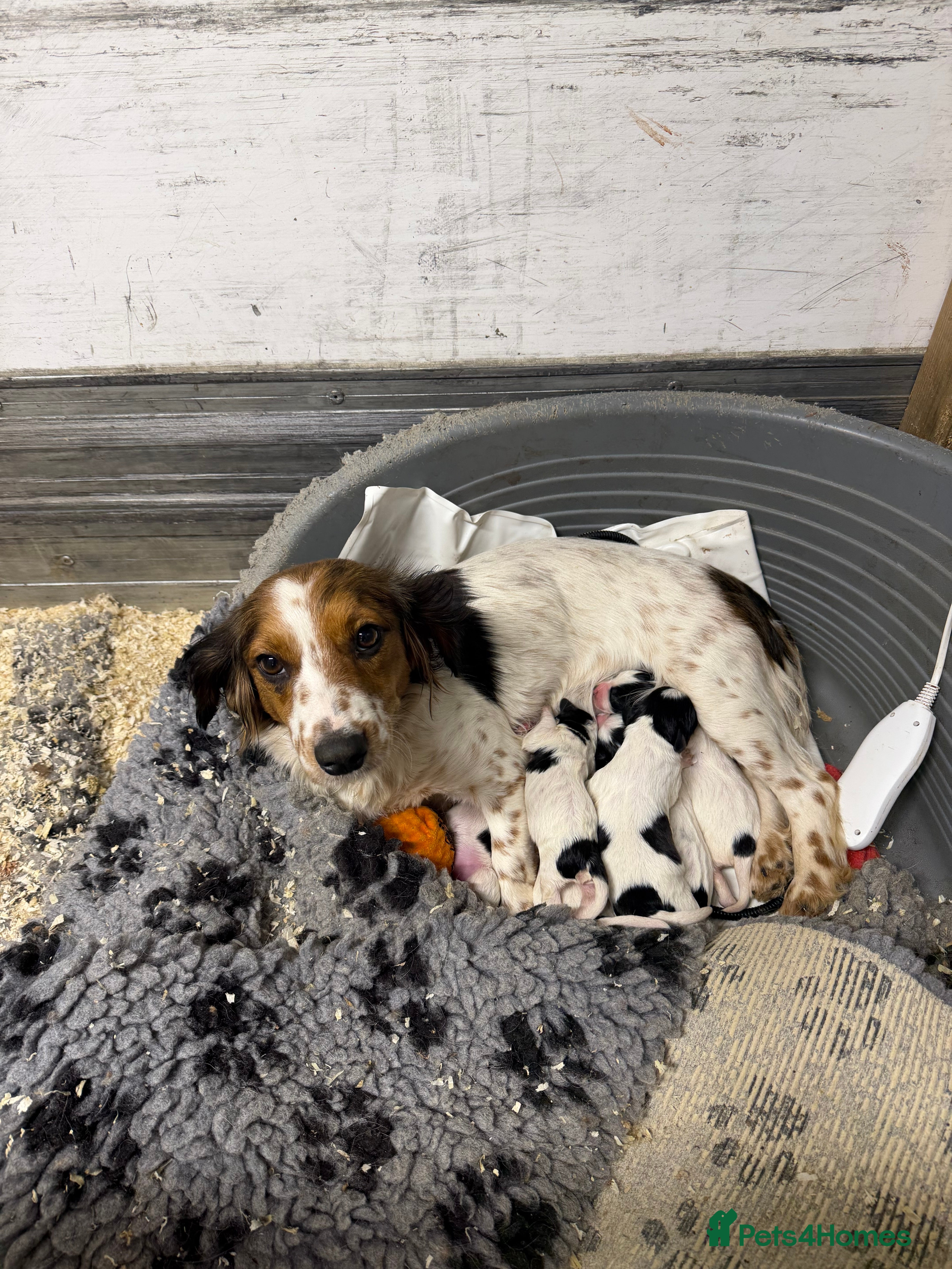 Mixed Breed dogs Cockerjack  - Advert 13