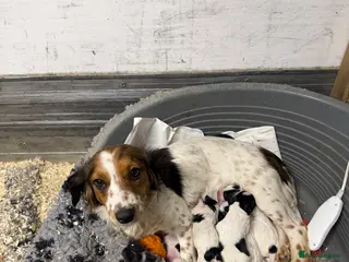 Mixed Breed dogs Cockerjack - Advert 13