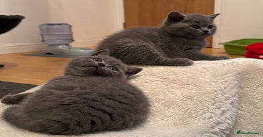 British Shorthair cats - Advert 4