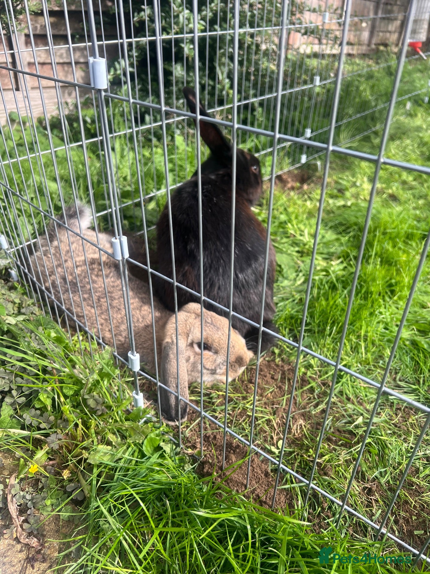 Mixed Breed rabbits Mixed lop - Advert 2