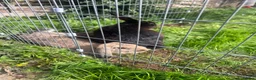 Mixed Breed rabbits for sale: Mixed lop in Gloucester - Advert 1