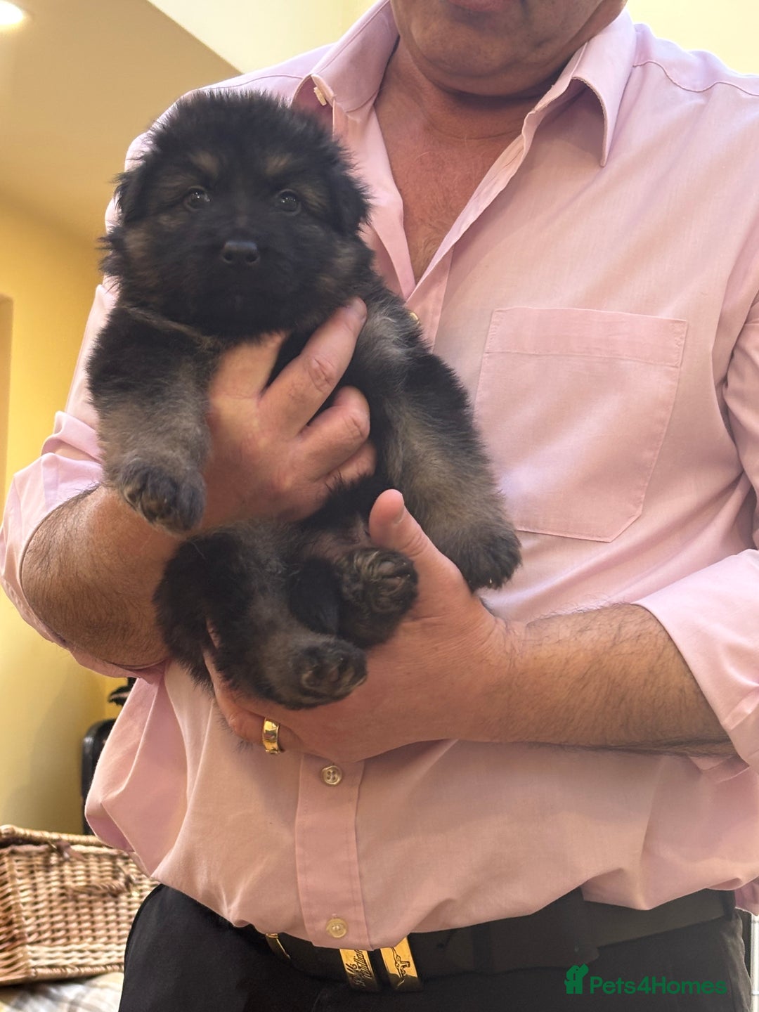 German Shepherd dogs for sale: Be my  **   - Advert 10