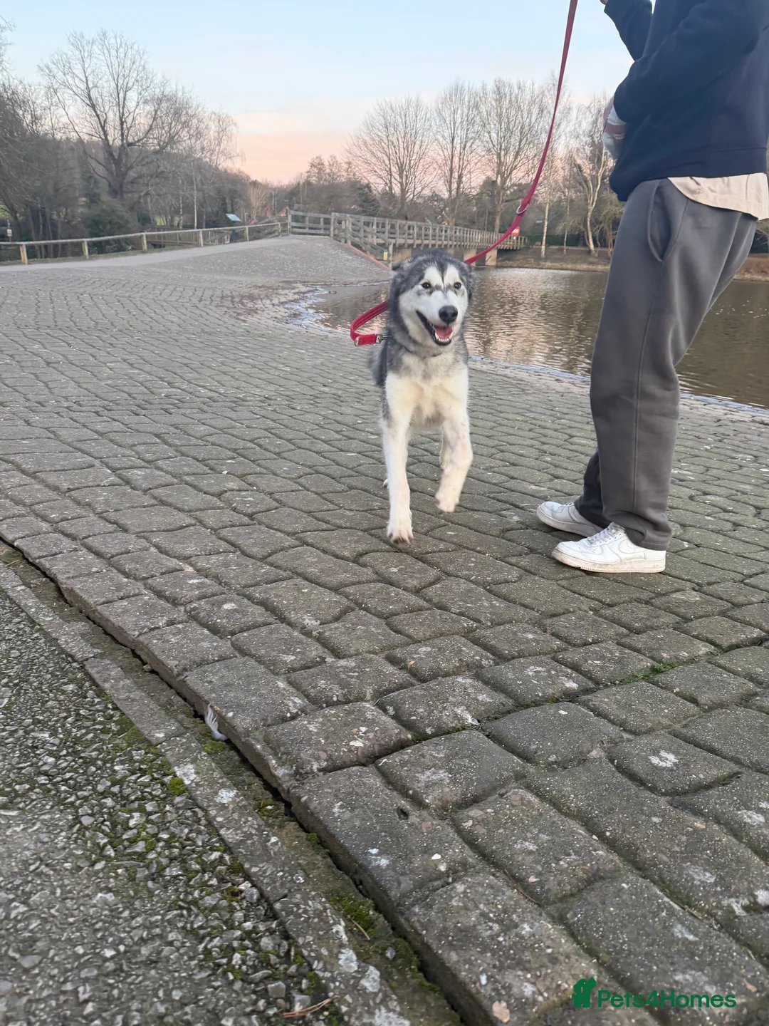 Alaskan Malamute dogs for sale: 2 female Alaskan malamutes 🩷 - Advert 2