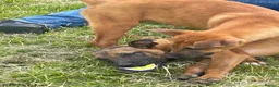 Mixed Breed dogs for sale: Adorable Bullmastiff x Malinois puppies!  in Kettering - Advert 4