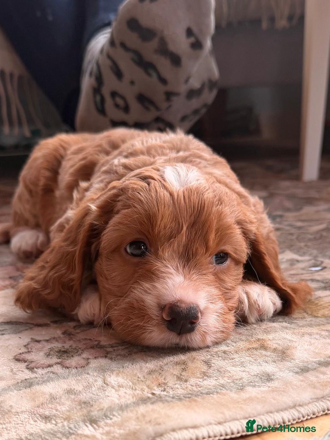 Cockapoo dogs for sale: Stunning F1 Cockapoo  - Advert 2