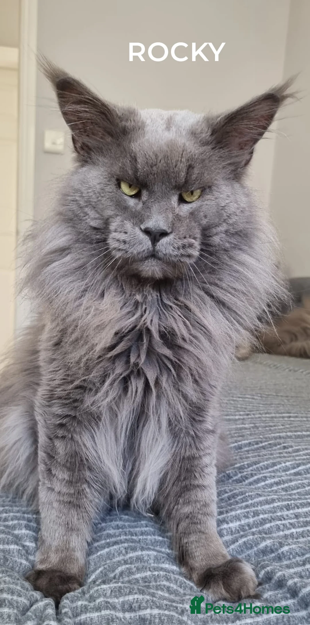 Maine Coon cats for stud: Maincoon for STUD duties in Rainham - Advert 2