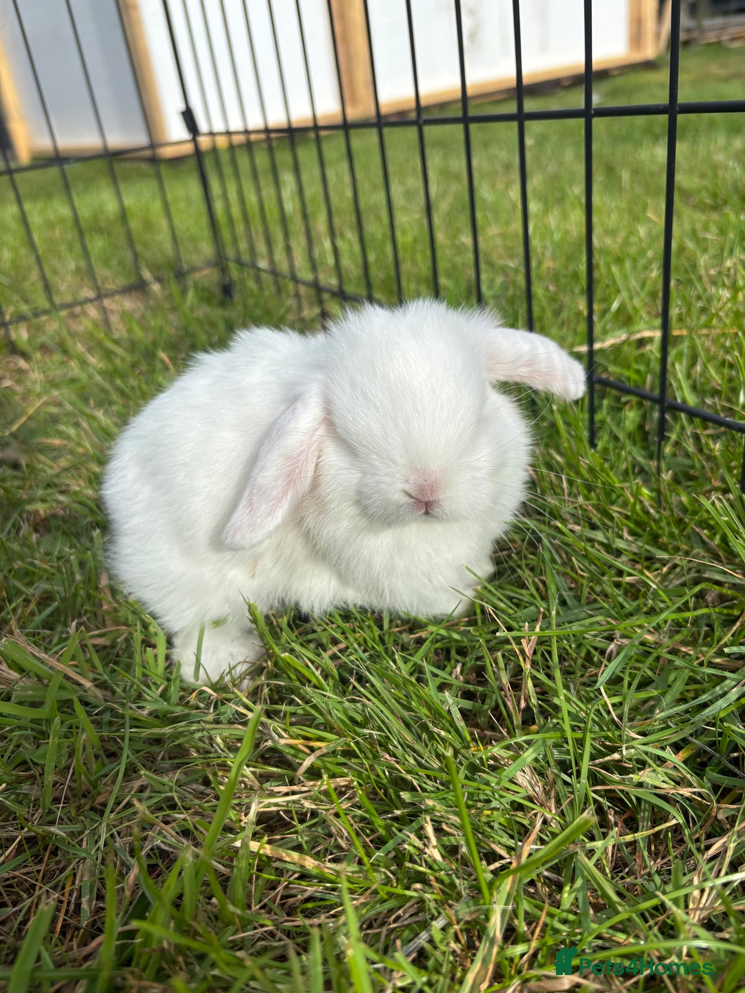Mini Lop rabbits for sale: Adorable mini lop babies - Image 4