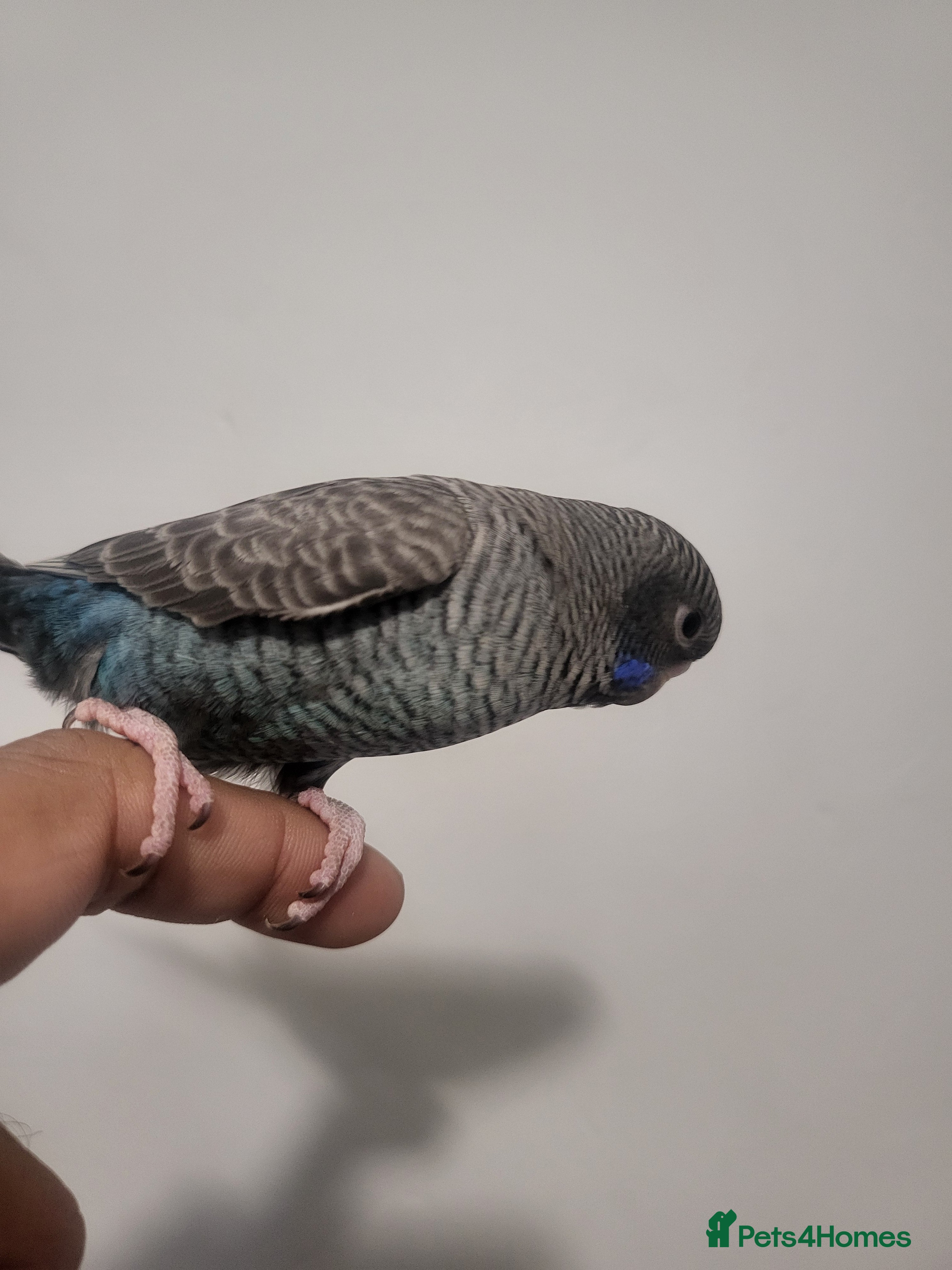 Budgerigars birds Blackface - Advert 18