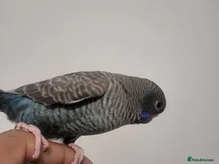 Budgerigars birds Blackface - Advert 18