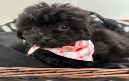 Shihpoo dogs for sale: Adorable shihpoo puppies - Image 5