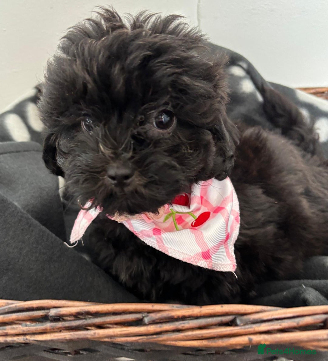 Shihpoo dogs for sale: Adorable shihpoo puppies - Image 5