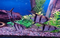 Other/Mixed Breed fish for sale: Fish Stock List - Updated Regularly  - Image 15