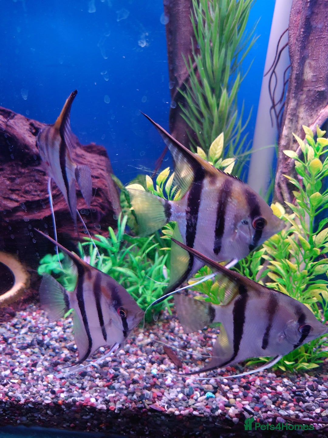 Other/Mixed Breed fish for sale: Fish Stock List - Updated Regularly  - Image 15