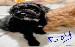 Shihpoo dogs for sale: F1b Shipoo Puppies  - Image 2