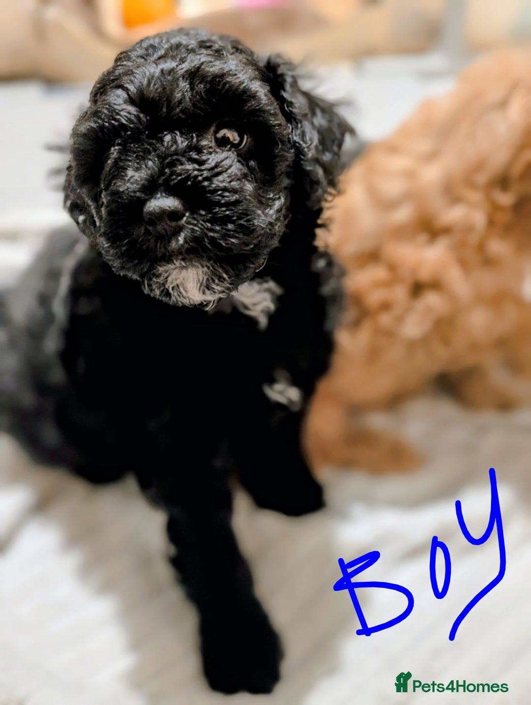 Shihpoo dogs for sale: F1b Shipoo Puppies  - Image 2