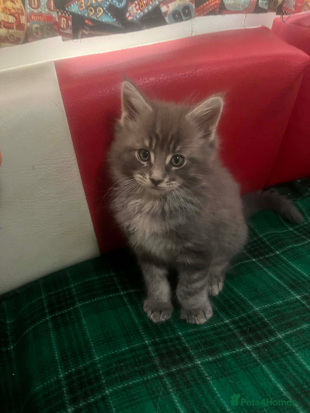 Maine Coon cats for sale: Maine coon kittens  - Advert 10