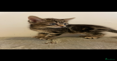 Mixed Breed cats - Advert 7
