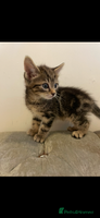 Mixed Breed cats - Advert 8