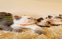 British Shorthair cats for sale: British Shorthair kittens  - Image 1