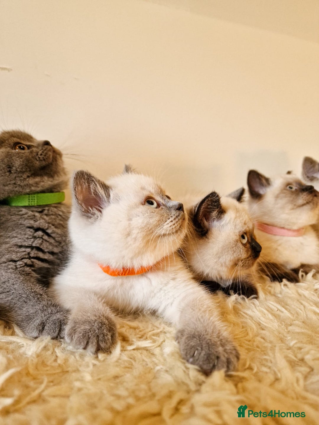 British Shorthair cats for sale: British Shorthair kittens  - Image 1
