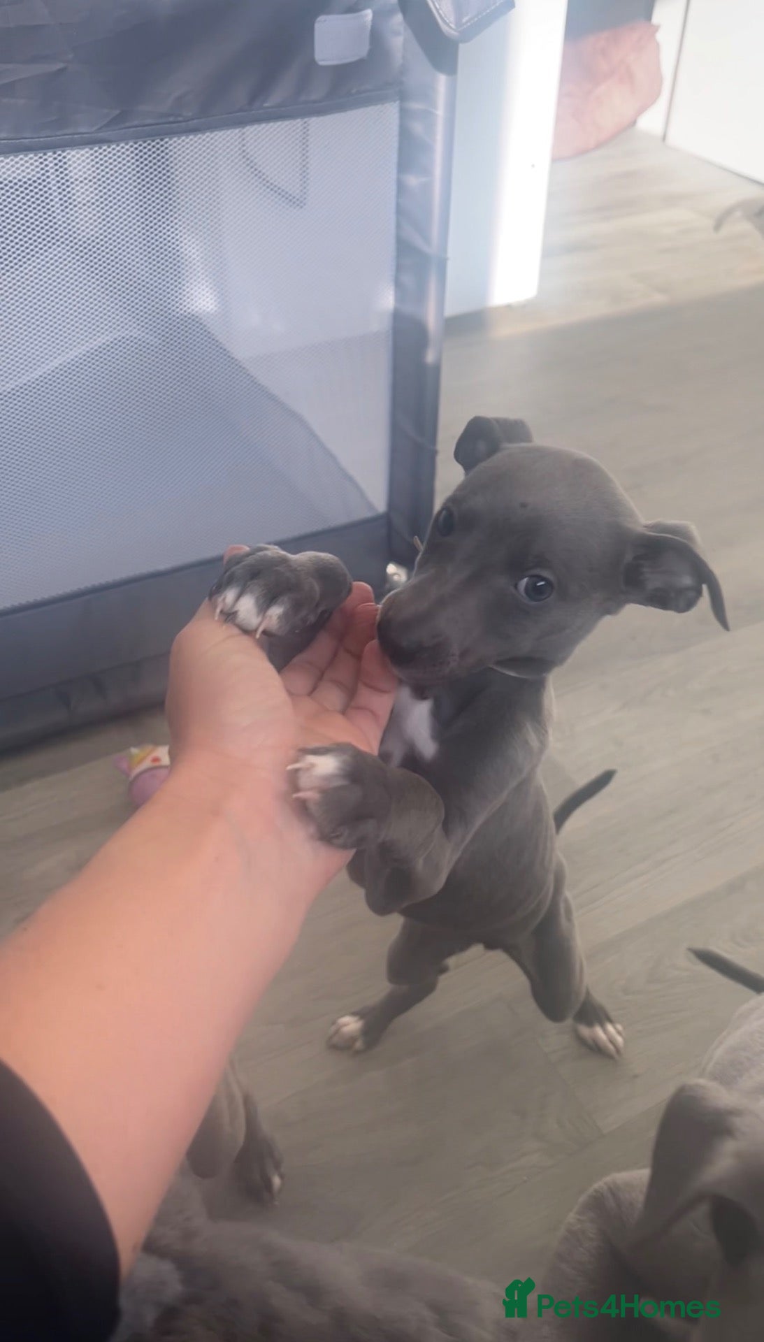 Whippet dogs for sale: 1 boy available KC reg solid blue whippet puppies - Advert 1