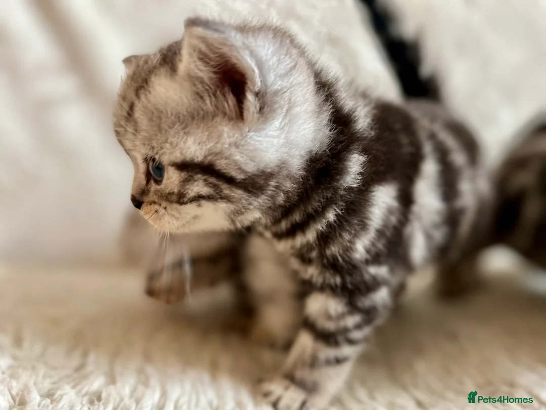 British Shorthair cats for sale: GCCF Rare Show Quality BSH Silver Tabby Kittens  - Advert 11