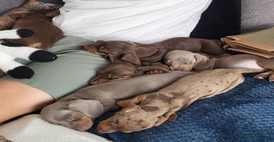 Miniature Dachshund dogs - Advert 5