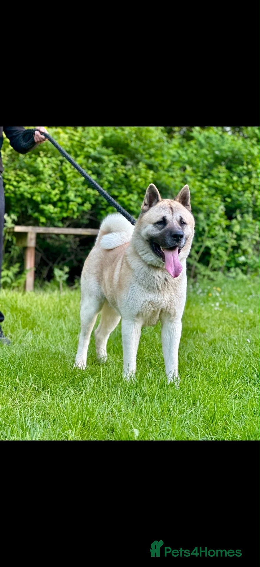 Akita dogs for sale: Akita puppy’s for sale - Advert 2