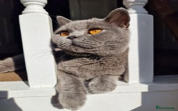 British Shorthair cats for sale: Fluffy British Shorthair Kitten  - Advert 1