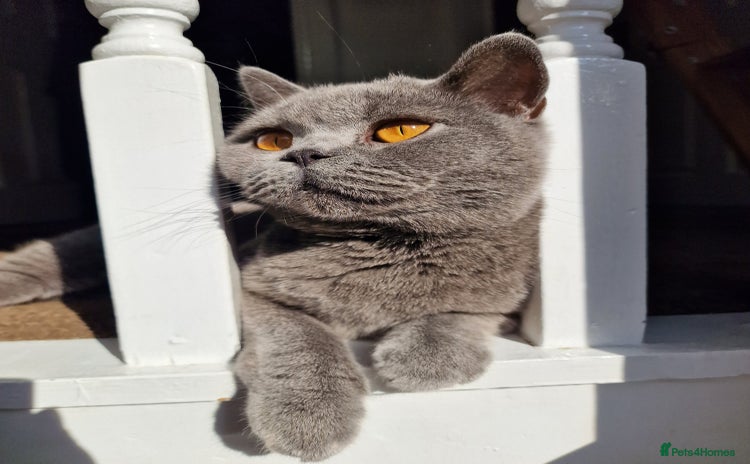 British Shorthair cats Fluffy British Shorthair Kitten  - Advert 4