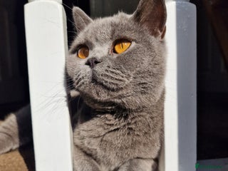 British Shorthair cats Fluffy British Shorthair Kitten - Advert 2