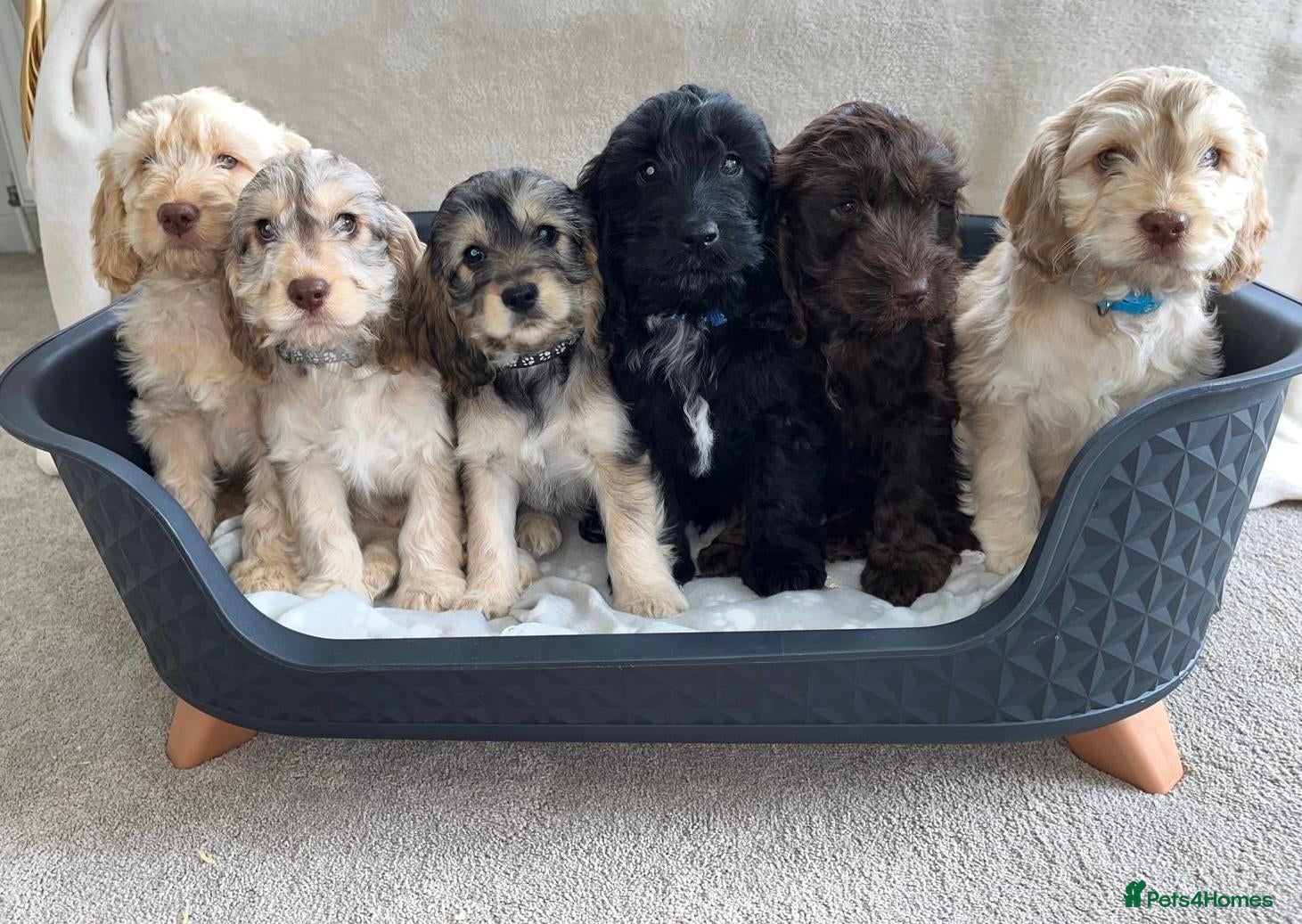 Cockapoo dogs F1 Cockapoo Puppies READY TO LEAVE - Advert 2