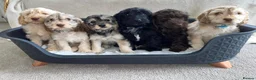 Cockapoo dogs for sale: F1 Cockapoo Puppies READY TO LEAVE - Advert 1