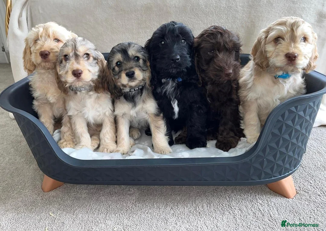 Cockapoo dogs for sale: F1 Cockapoo Puppies READY TO LEAVE - Advert 1