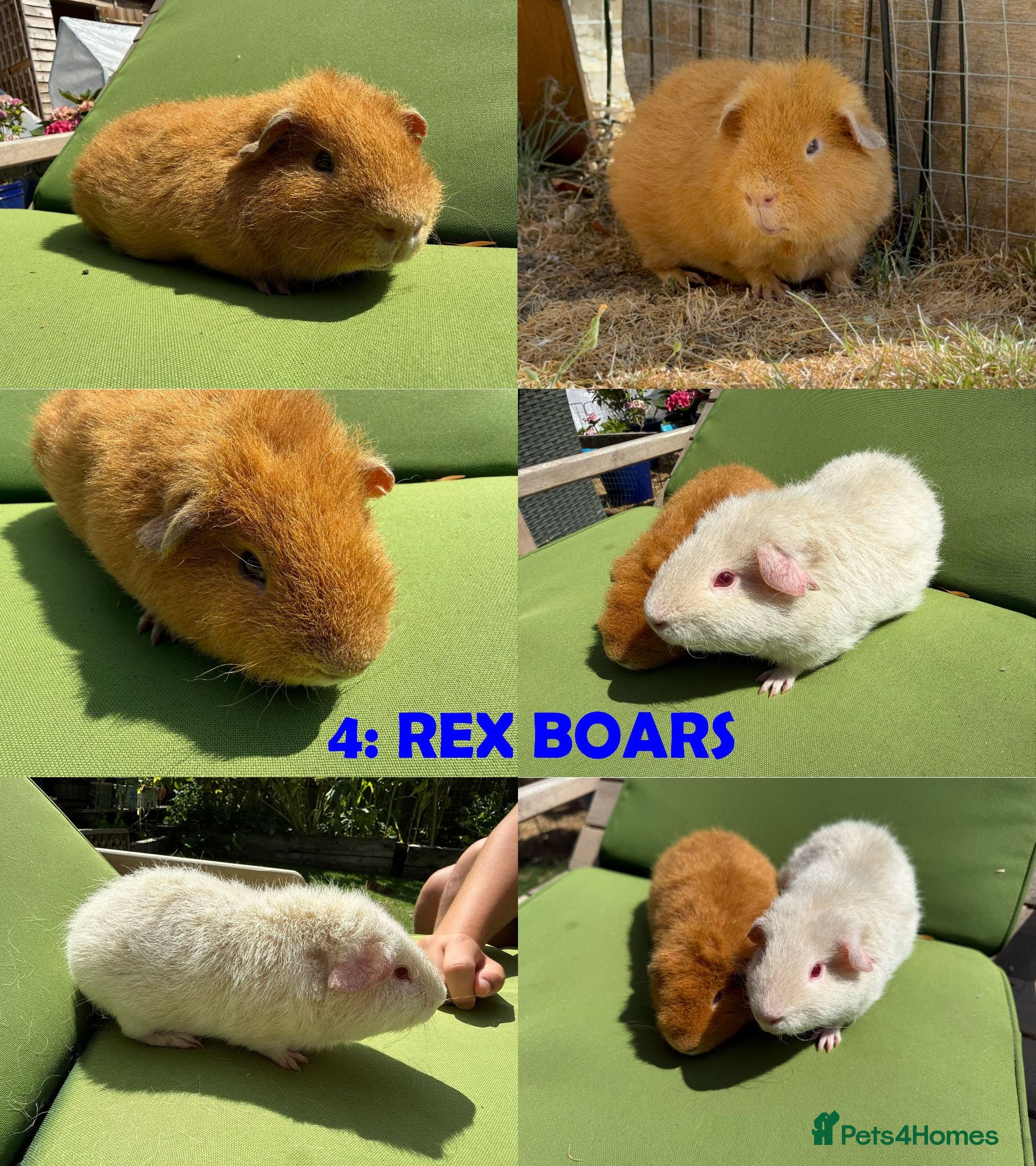 Guinea Pig rodents Guinea Pigs - Ready Now - Advert 2