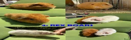 Guinea Pig rodents for sale: Guinea Pigs - Ready Now - Advert 8