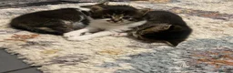Mixed Breed cats for sale: 2 Adorable kittens - Advert 3