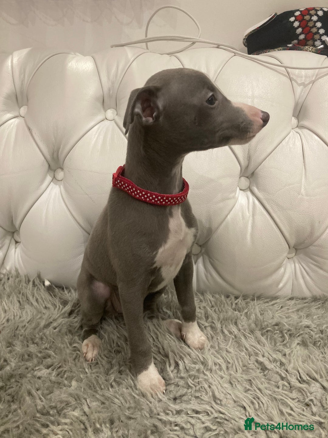 Mixed Breed dogs for sale: Italian greyhound  - Advert 11