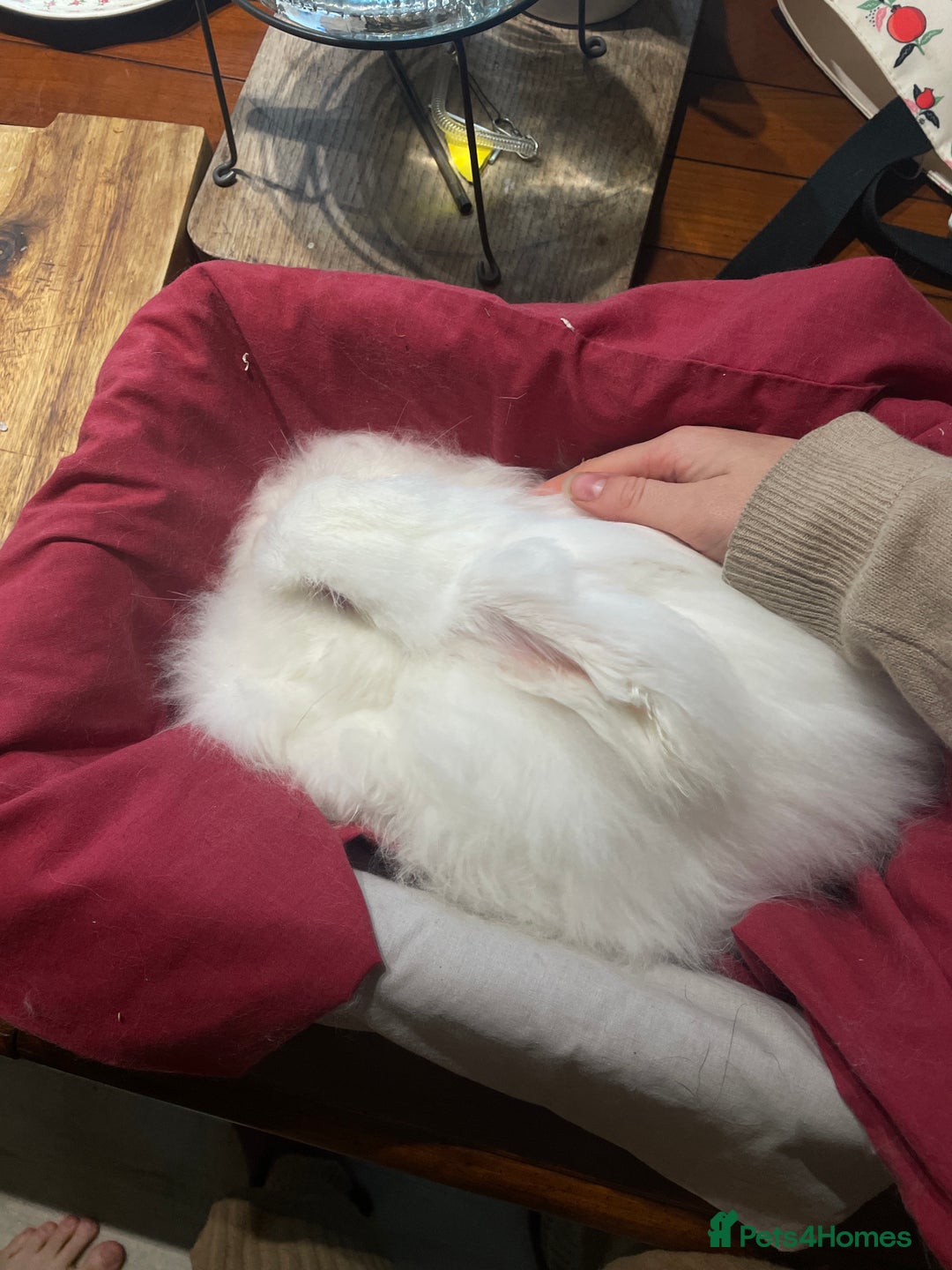 Angora rabbits for sale: Two bonded Angora bunnies for sale - Advert 9
