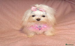 Maltese dogs for sale: XXXXS Tiny Maltese X Chihuahua F1 Malchi Boy Puppy - Image 6