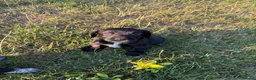 Cocker Spaniel dogs for sale: Working cocker spaniel puppies - Advert 4
