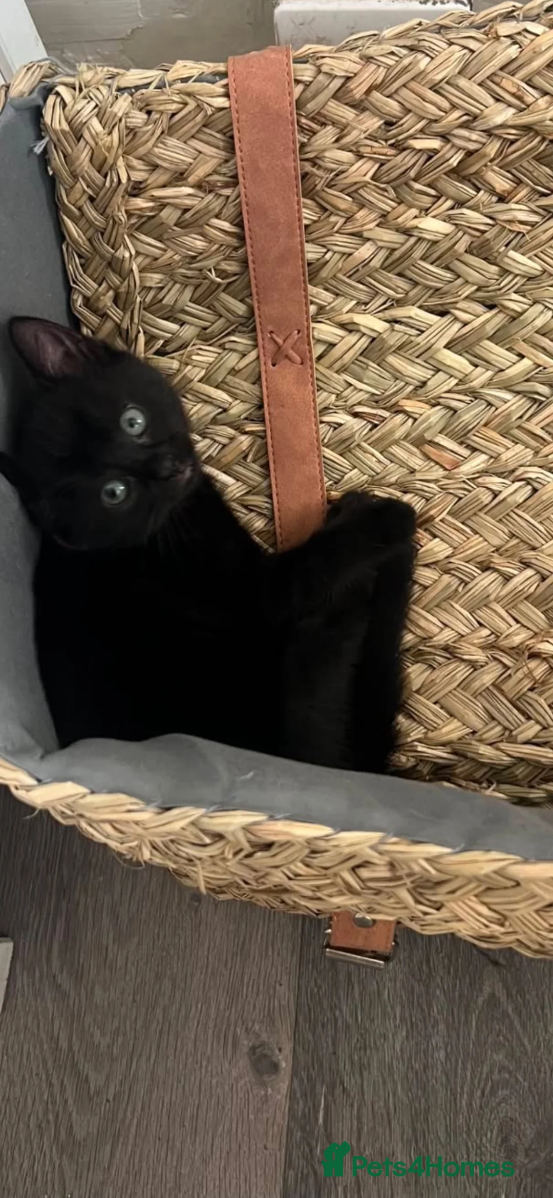 Domestic Shorthair cats for sale:  beautiful short haired domestic kitten  - Advert 2