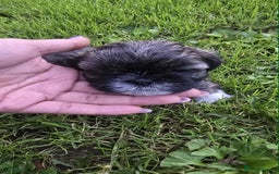 Shih Tzu dogs for sale: Shih Tzu - Image 9