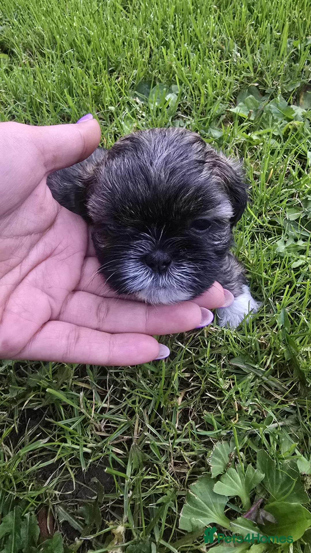 Shih Tzu dogs for sale: Shih Tzu - Image 9