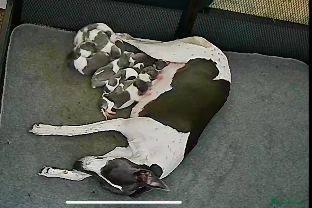 Whippet dogs for sale: Beautiful K.C Registered Whippet pups for sale  - Image 2