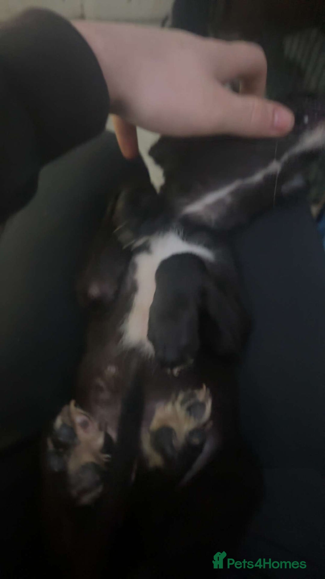 Mixed Breed dogs for sale: 2 female lurcher pups come from working stock - Advert 1