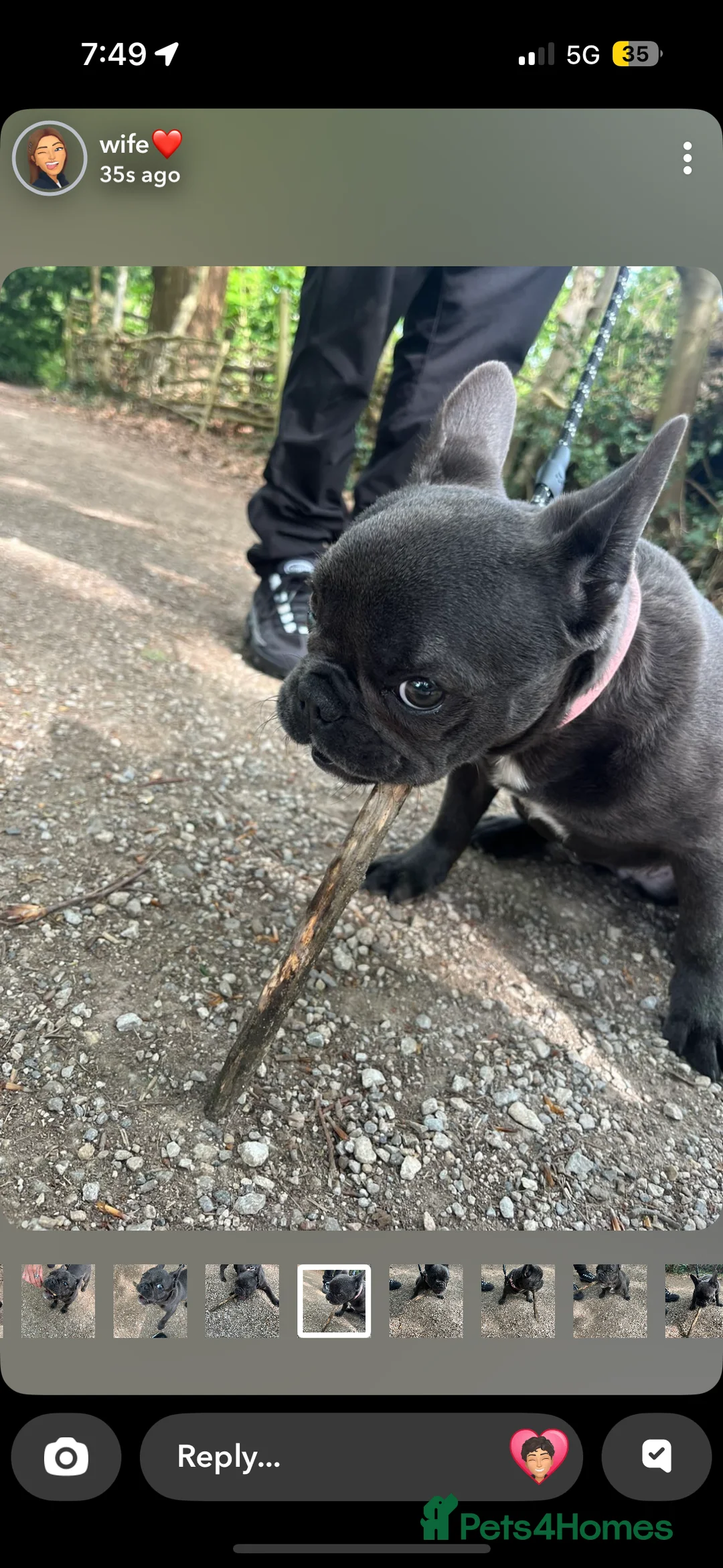 French Bulldog dogs for sale: french bulldog  - Advert 4