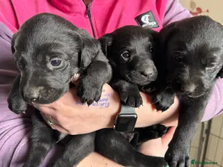 Labrador Retriever dogs 3 BOYS LEFT - Advert 2